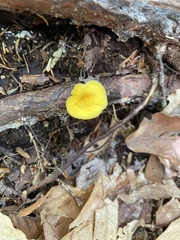 Gloioxanthomyces nitidus