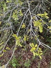 Quercus hemisphaerica