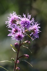 Liatris novae-angliae
