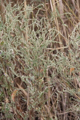 Atriplex micrantha