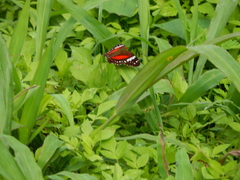 Anartia amathea