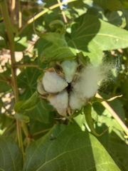 Gossypium hirsutum
