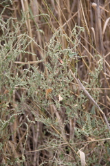 Atriplex micrantha