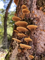 Fuscoporia