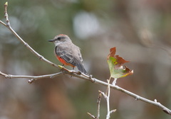 Pyrocephalus rubinus