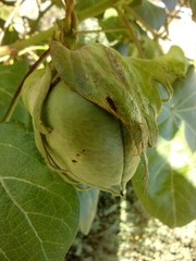 Gossypium hirsutum