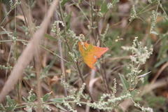 Atriplex micrantha