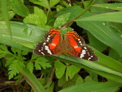 Anartia amathea