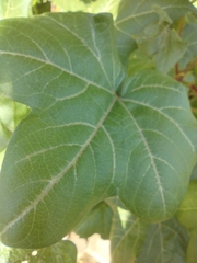 Gossypium hirsutum