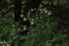 Montanoa frutescens