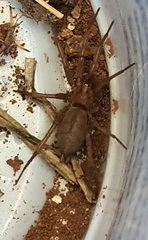 Scotophaeus blackwalli