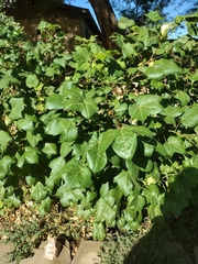 Gossypium hirsutum
