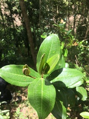Miconia squamulosa