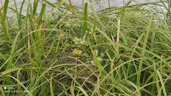 Scirpus sylvaticus