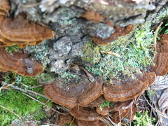 Ischnoderma benzoinum