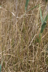 Thinopyrum intermedium