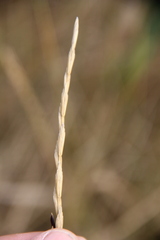 Thinopyrum intermedium