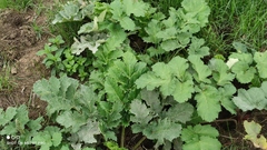 Heracleum sosnowskyi