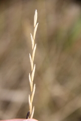 Thinopyrum intermedium