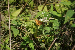 Boloria bellona
