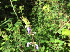 Salvia setulosa