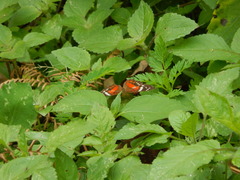 Anartia amathea