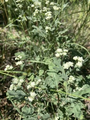 Parthenium