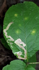 Phytomyza aralivora