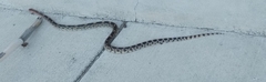 Pituophis deppei