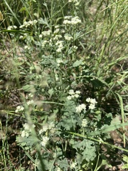 Parthenium