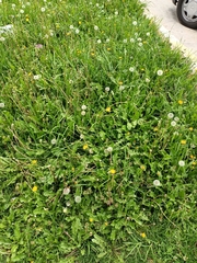 Taraxacum officinale