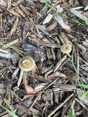 Lentinus crinitus