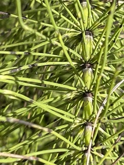 Equisetum telmateia