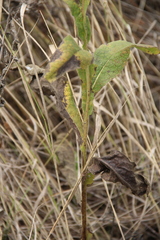 Inula thapsoides