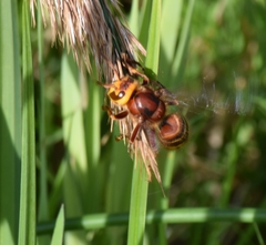 Vespa crabro