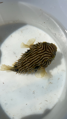 Chilomycterus schoepfii