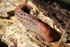 Limax dacampi