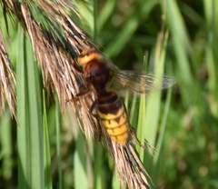 Vespa crabro