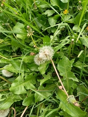 Taraxacum officinale