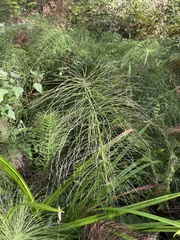 Equisetum telmateia