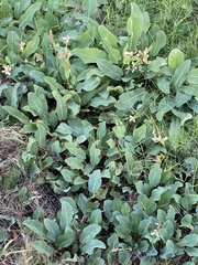 Anemopsis californica