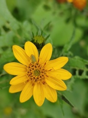 Simsia