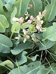 Anemopsis californica