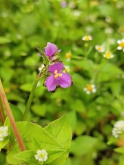 Tradescantieae