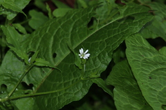 Stellaria cuspidata