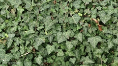 Hedera helix