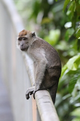 Macaca fascicularis