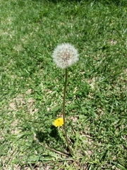 Taraxacum officinale