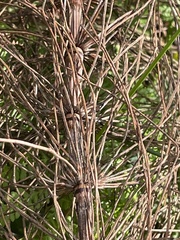 Equisetum telmateia