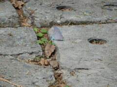 Pseudolycaena marsyas